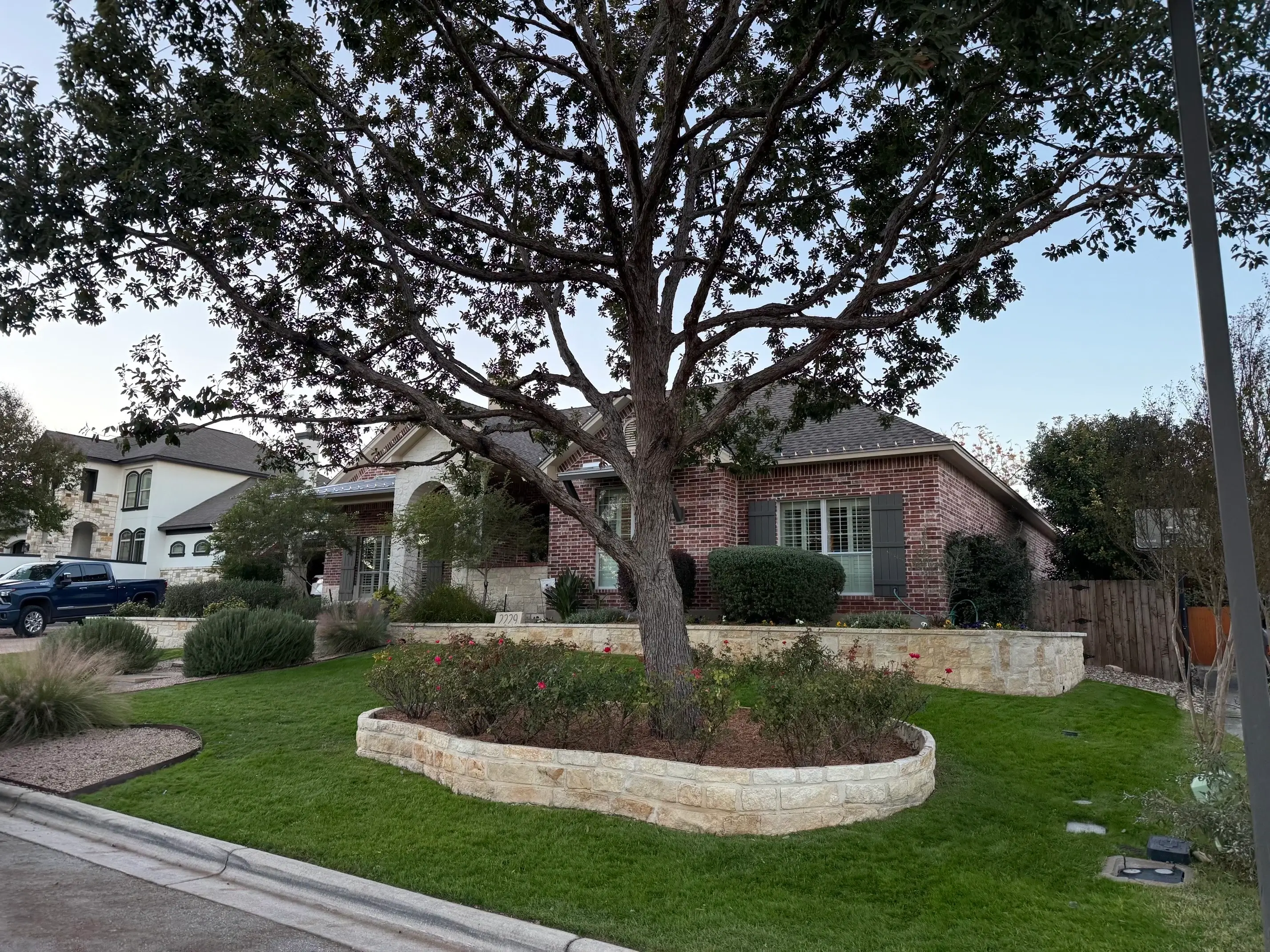 Pruned tree in a front yard